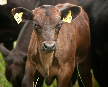 Louisiana Department of Agriculture and Forestry