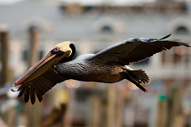 Brown Pelican